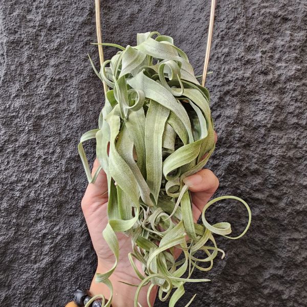 長葉電捲(不含吊架)/Tillandsia streptophylla~露養植株多少有正常耗葉!完美主義請勿下單! 