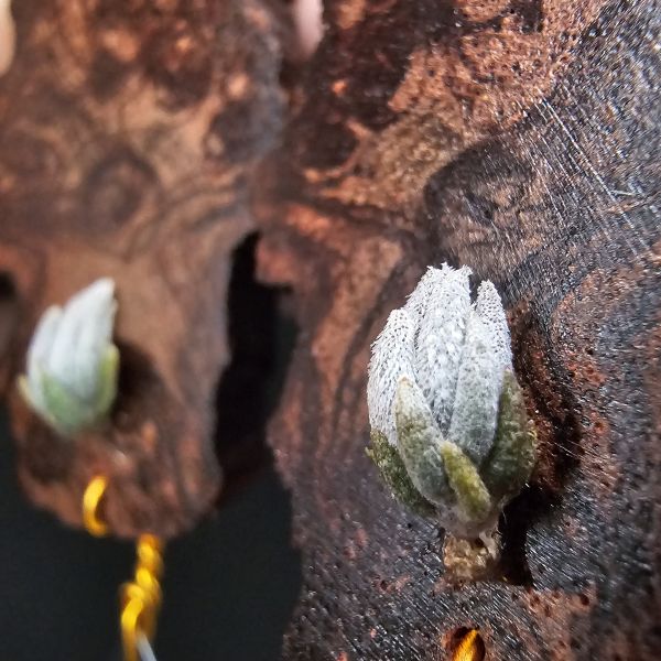 組合販售(雪鵝×白天鵝)+(白天鵝×雪鵝)正反交2株/(T.SP × barfussii)+(T.barfussii × SP) 