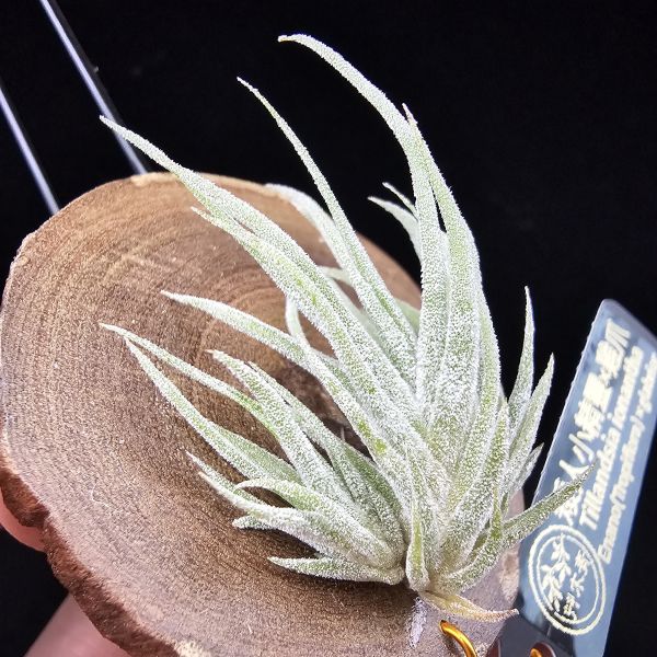 New~小矮人精靈×雞爪(精靈爪?)/Tillandsia ionantha Enano(Tropiflora) × glabrior~熱帶'小矮人精靈'與銀葉質感的'雞爪'交種，有點奇葩XD~叢生滿美、毛毛的~ 