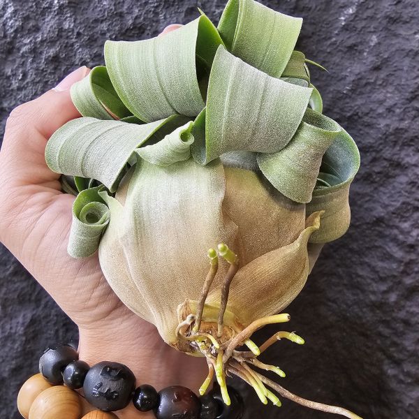 特選~電捲燙(瓜地馬拉)/Tillandsia streptophylla~很肥很肥很肥、很寬葉很寬葉很寬葉、偏青綠葉！ 