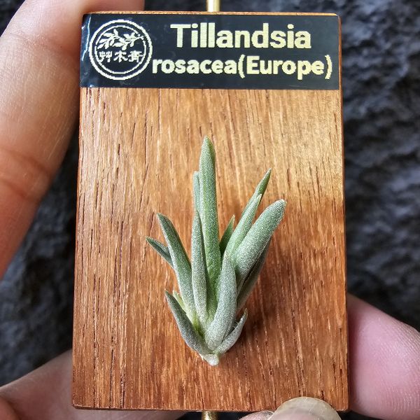 Tillandsia rosacea(Europe) 