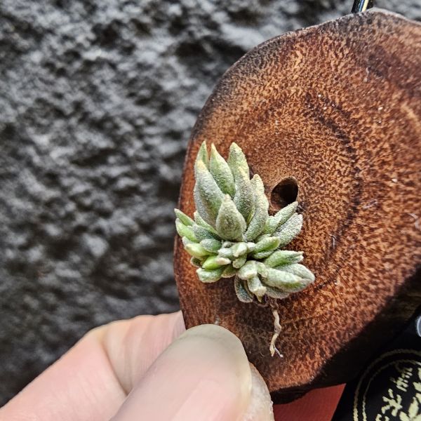 白天鵝(實生群)/Tillandsia barfussii seedling~實生苗在成長過程中皆有持續增生芽的可能！ 