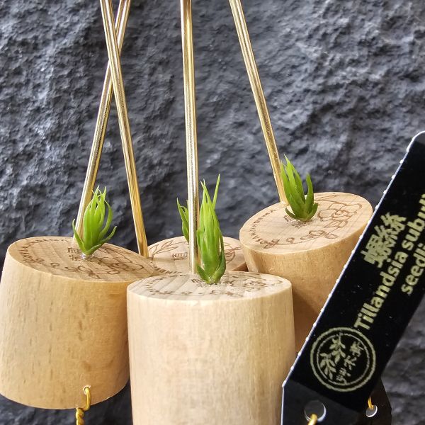 螺絲(實生)不挑株！/Tillandsia Subulifera seedling~建議養在散射光明亮處避免直曬 