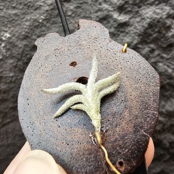 帕姆塔塔/Tillandsia permutata(Europe) 