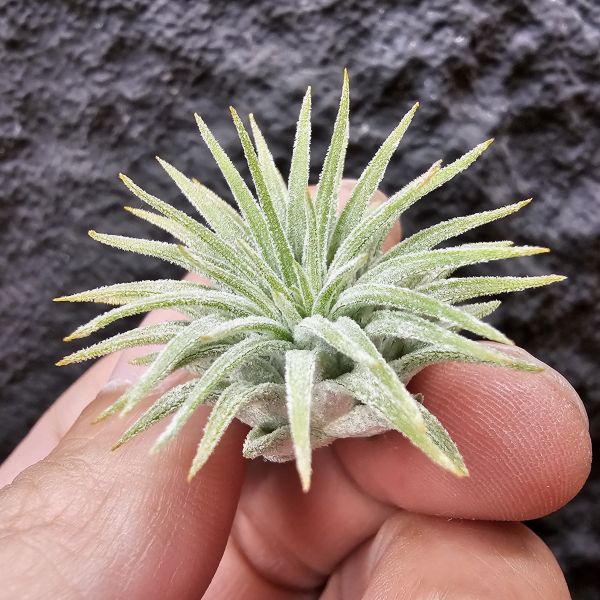 龍小精靈(雨林)/Tillandsia ionantha Ron 