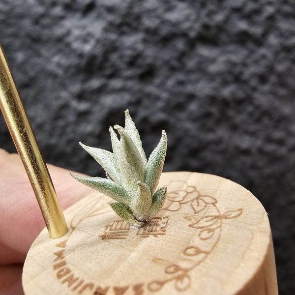 布雷爾利托西斯-迷你型原生種(台產側芽)/Tillandsia brealitoensis 