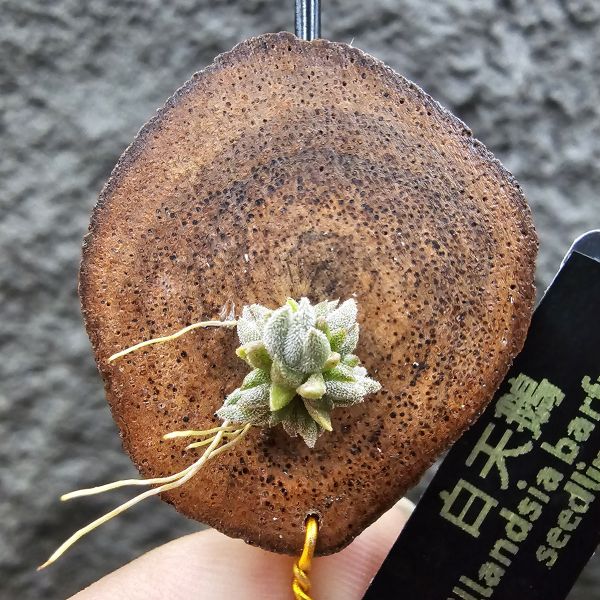 白天鵝(實生叢)/illandsia barfussii seedling 