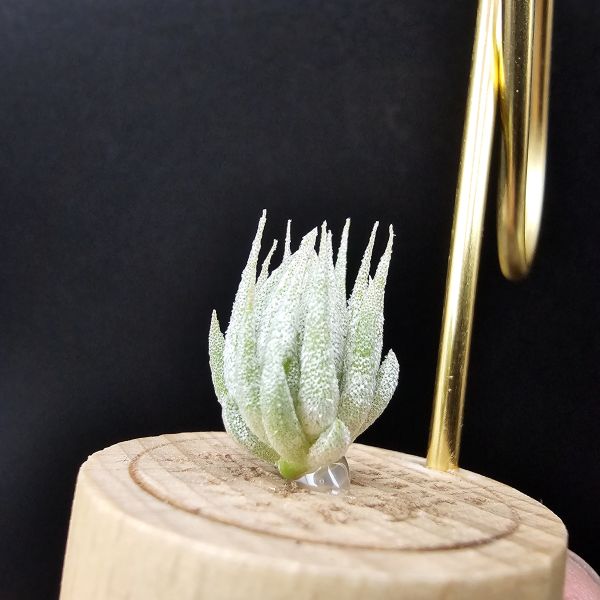 歐洲榛果/Tillandsia ionantha Hazelnut (Europe) 