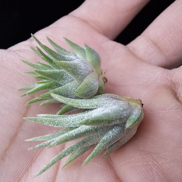 松果小精靈+天鵝絨小精靈/Tillandsia ionantha pinecone/Tillandsia ionantha Tall Velvet 