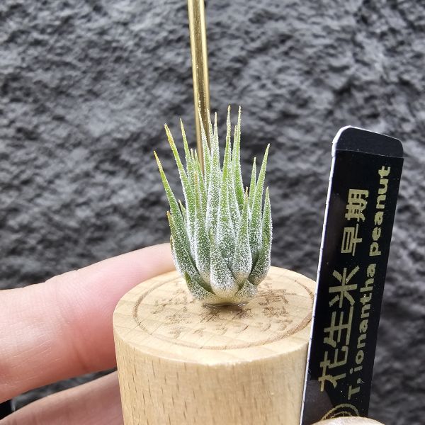 花生米小精靈(早期)/Tillandsia ionantha peanut 