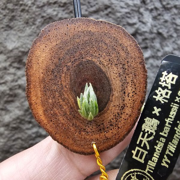 白天鵝 × 格塔/Tillandsia barfussii × gerdae 