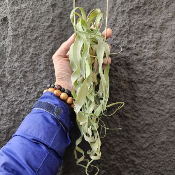 長葉電捲(不含吊架)/Tillandsia streptophylla~露養植株多少有正常耗葉!完美主義請勿下單! 