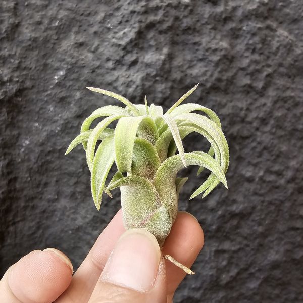 綠精靈×芬蘭紐麗娜/Tillandsia ionantha green × variabilis 