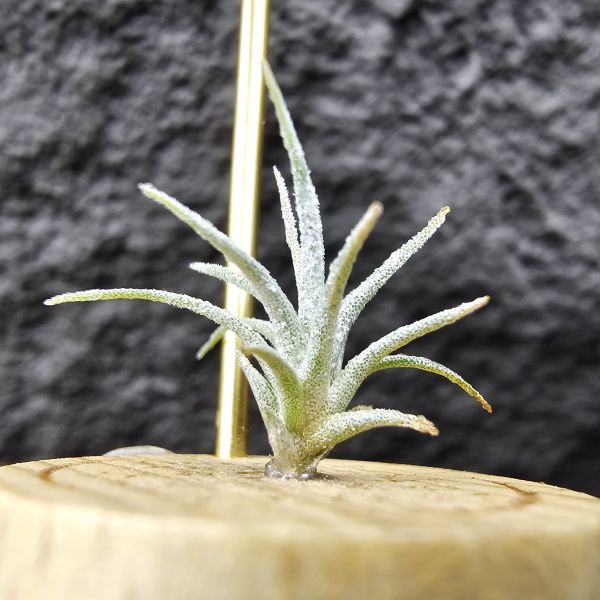 Joy×變異子彈(毛毛的)/Tillandsia Joy(streptophylla × ehlersiana) × mitlaensis v. Tulensis 