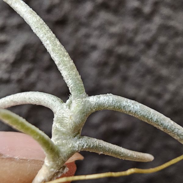 莫利斯/Tillandsia mollis(Europe) 