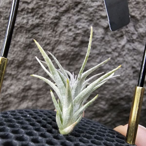 初戀 × 墨西哥電捲/Tillandsia arequitae × streptophylla Mexico 