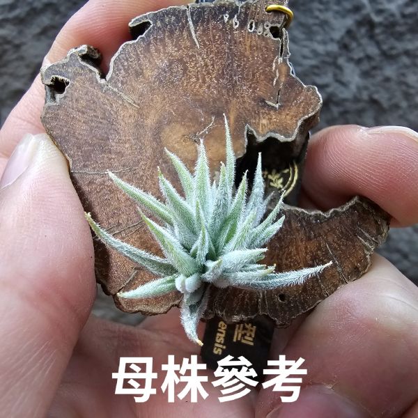 毛腸(小型)/Tillandsia Santiagoensis~較一般毛腸小型的個體，圖五參考母株 