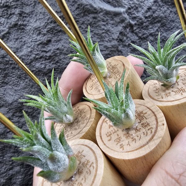 小矮人精靈(不挑株)/Tillandsia ionantha Enano 