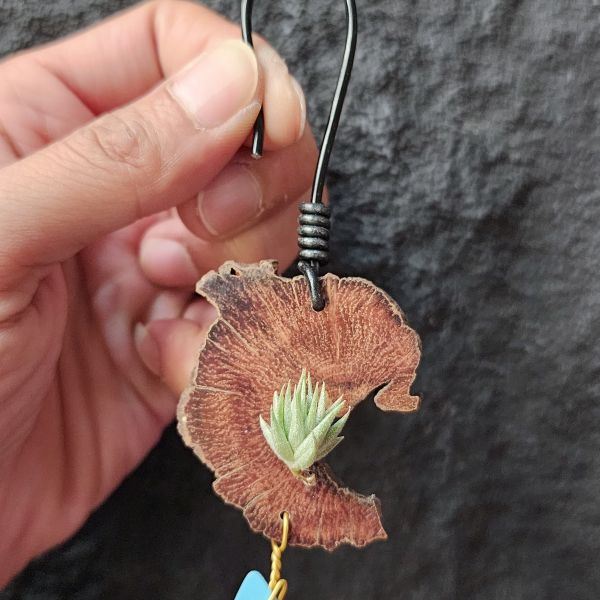 蘿莉-雨林/Tillandsia loliacea(RFI) 