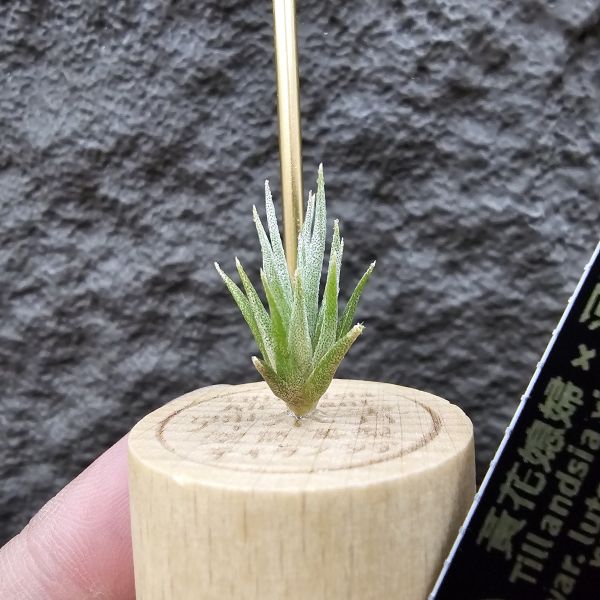 黃花媳婦(xip)×河豚/Tillandsia xiphioides var. lutea × ehlersiana 