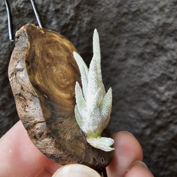 子彈(小型種)/Tillandsia mitlaensis 