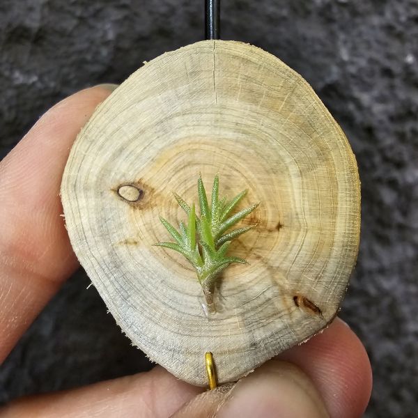 卡畢小型(圖二可參考成長型態)Tillandsia capillaris 
