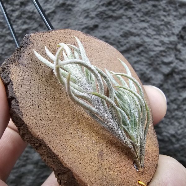 阿根廷卡畢/Tillandsia capillaris(Argentina) 
