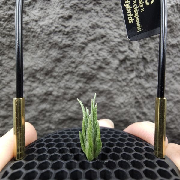 銀冰×BC/Tillandsia chiletensis × BC(streptophylla Belize  × chiapensis) 