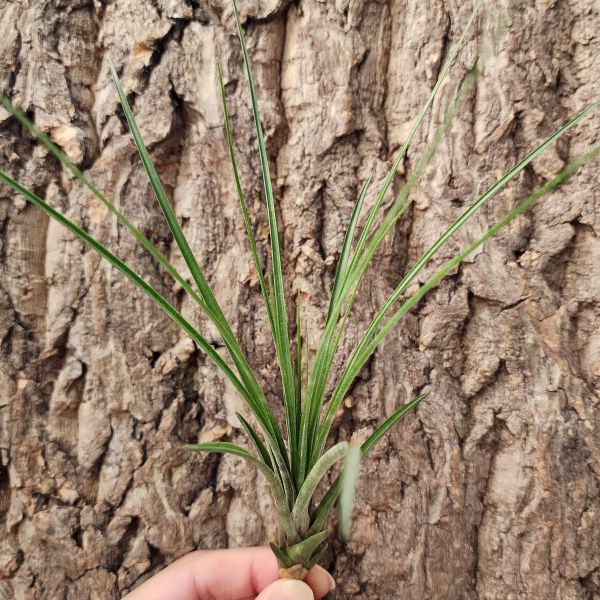 三色/Tillandsia tricolor 