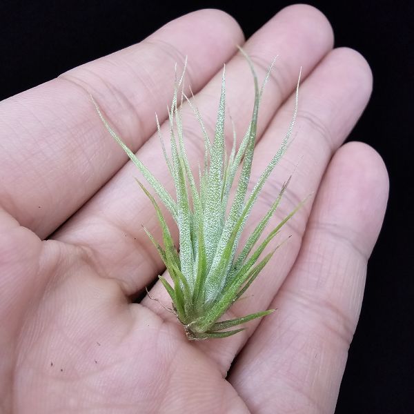 旋風大開曼×電捲燙(長大很美)/Tillandsia flexuosa Grand Cayman × streptophylla~旋風大開曼交種好像都不令人失望！圖四、五較大植株參照！ 
