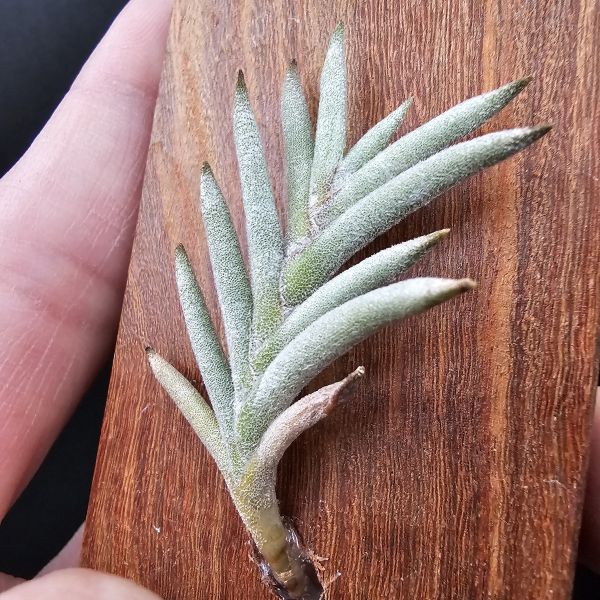 Tillandsia capillaris(Europe)~歐洲卡畢、植株不小未見過開花的型態。 