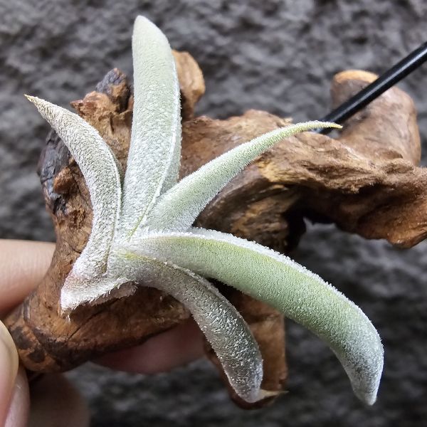 甜不辣/Tillandsia tenebra(Argentina) 