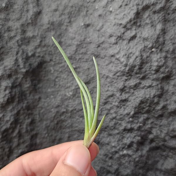 阿寶緹娜/Tillandsia albertiana clump 