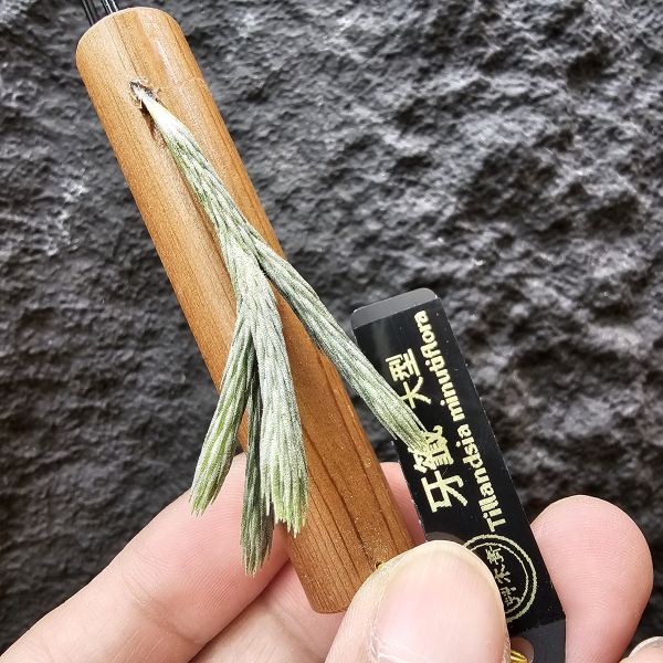 牙籤(大型)五芽/Tillandsia minutiflora 