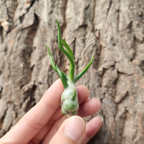 小章魚/Tillandsia Bulbosa 