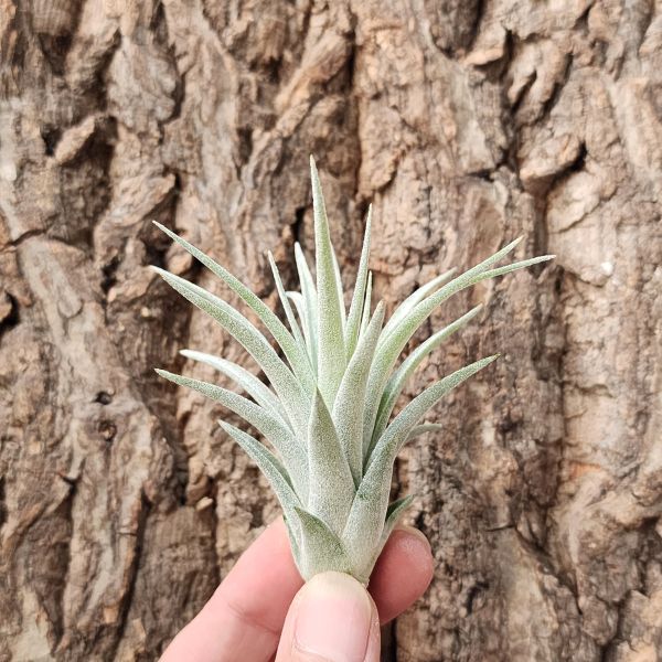 小精靈×哈里斯/Tillandsia Ionantha × Harrisii 