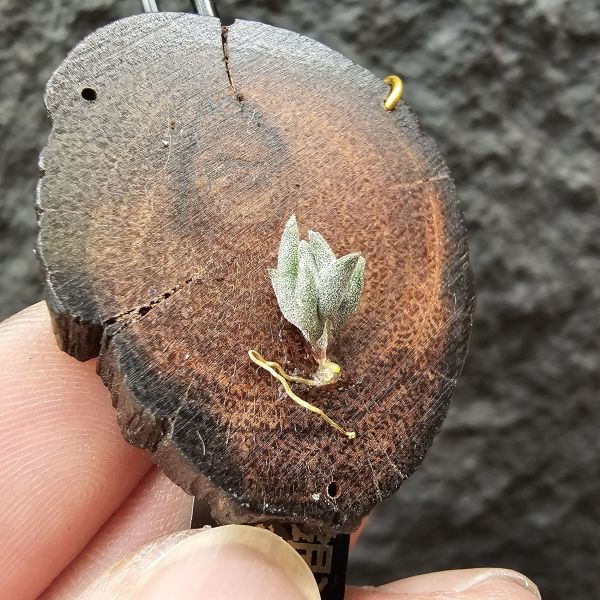 銀冰×雪鵝/Tillandsia chiletensis × SP. 