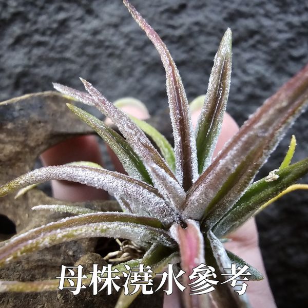 滷肉×子彈/Tillandsia novakii × mitlaensis~圖四、五參考母株顯色 