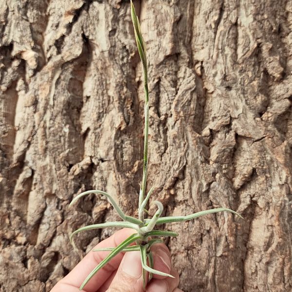 萊恩巴萊-香花/Tillandsia Reichenbachii 