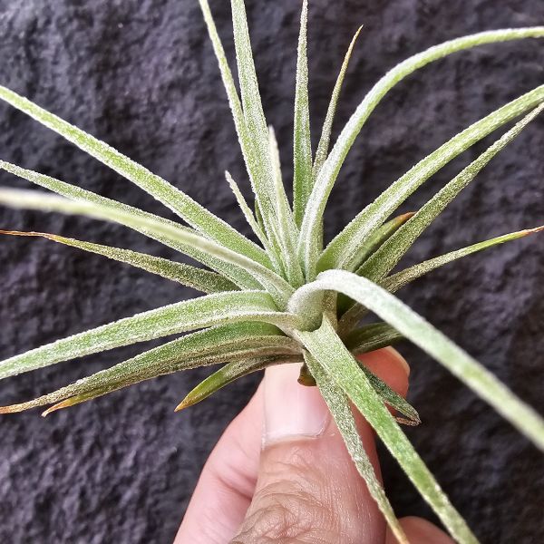 (河×電)×醬爆/Tillandsia (ehlersiana × streptophylla) × ionantha var. van-hyningii Jumbo 