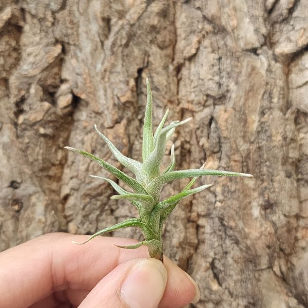 白水晶/Tillandsia Diaguitensis 
