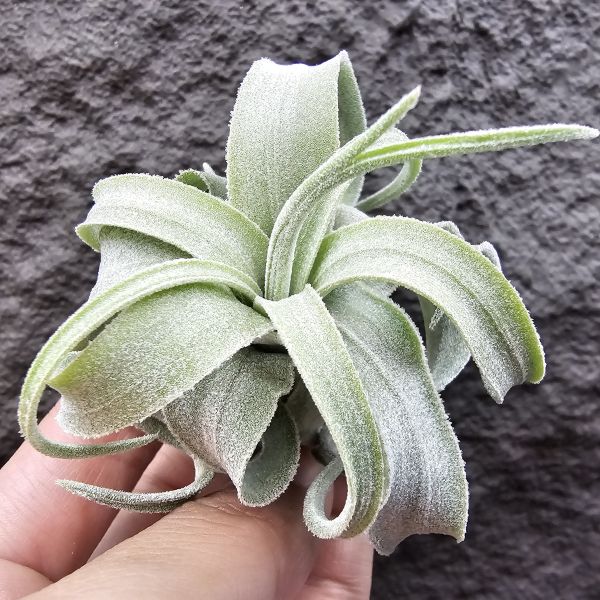 墨西哥電捲(早期毛感很好)/Tillandsia streptophylla Mexico 