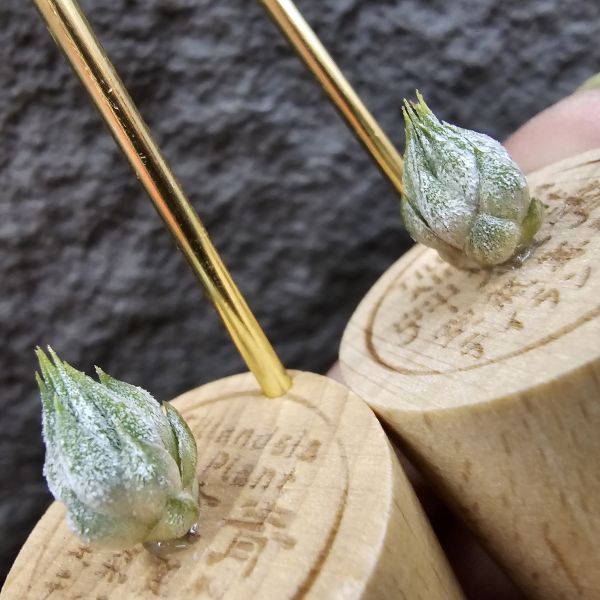雨林AP(早期)較細葉~不挑株！/Tillandsia ionantha Apretado(RFI) 