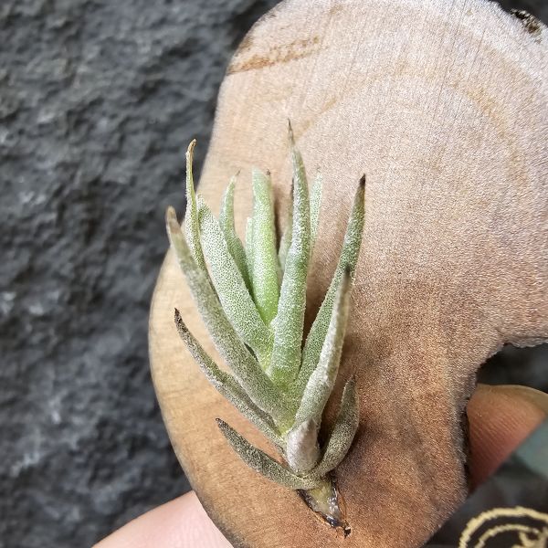 Tillandsia kirschnekii 紫花原生種 