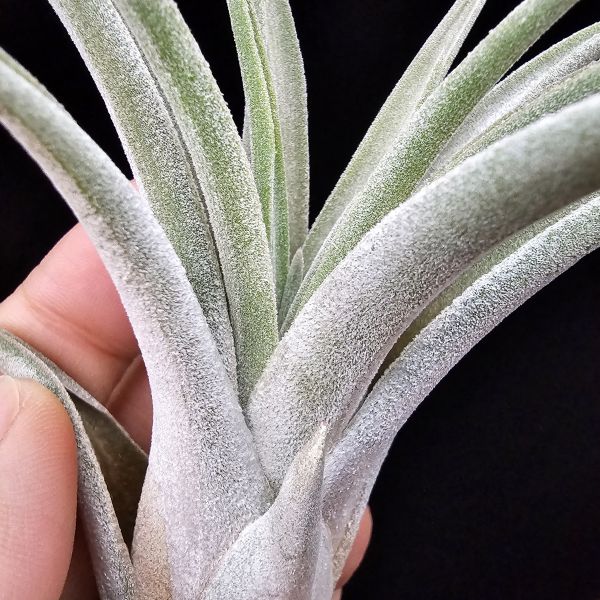 銀飾品(熱帶)首輪大肥芽/Tillandsia Silver Trinket(Tropiflora) 