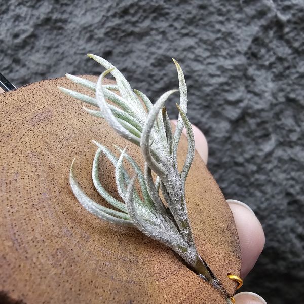阿根廷卡畢/Tillandsia capillaris(Argentina) 