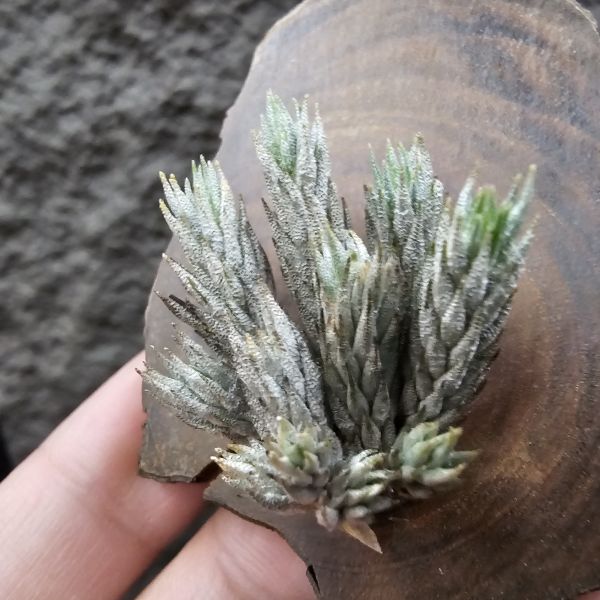 彈頭(野採)/Tillandsia pedicellata(Argentina) 