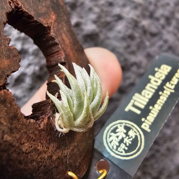 P燒(正版P燒！超可愛…)Tillandsia Piauiensis(Europe) 