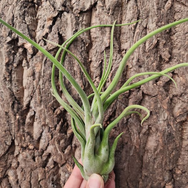 女王頭-特大/Tillandsia Caput-Medusae 