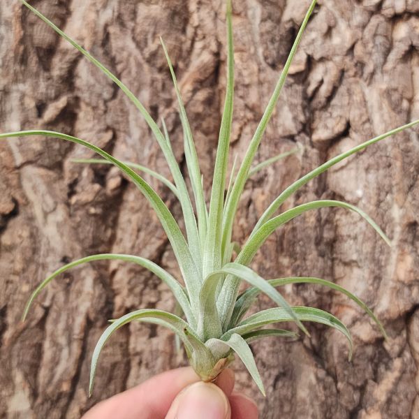硬葉多國花/Tillandsia Stricta Bak 